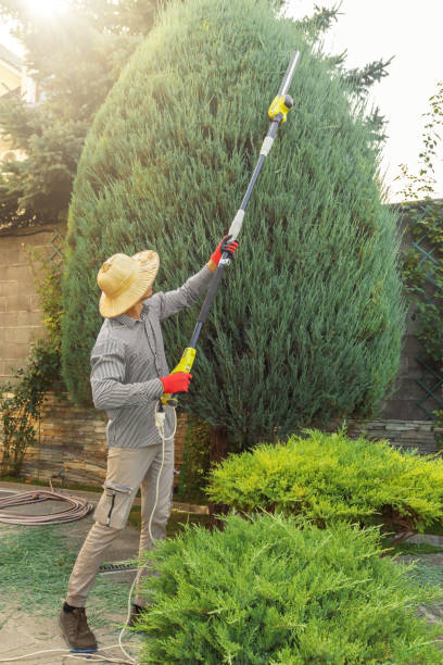 Best Arborist Consultation Services  in Burbank, CA