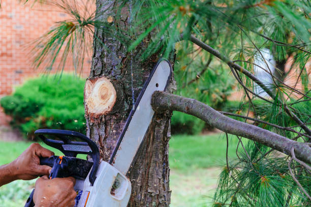 Best Fruit Tree Pruning  in Burbank, CA